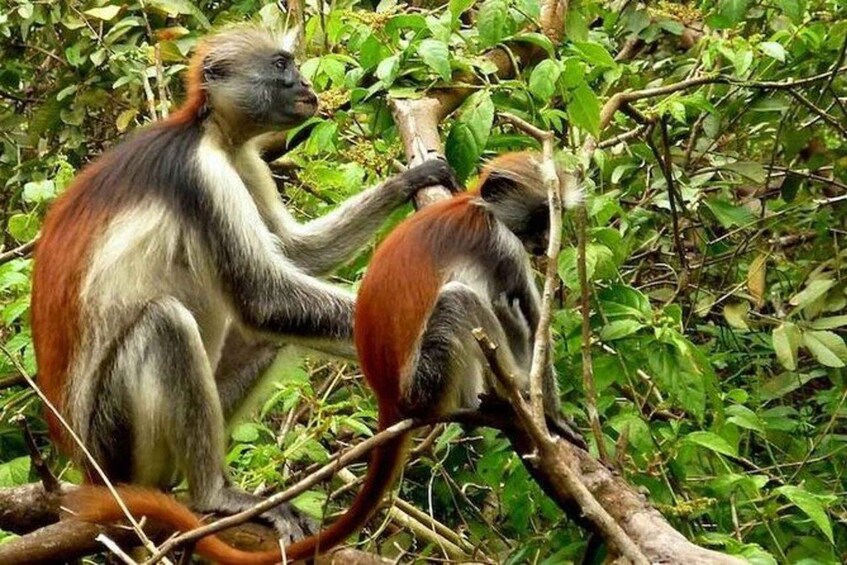 Zanzibar: Jozani Forest & Salaam Cave + Pickup & Entry fees 1