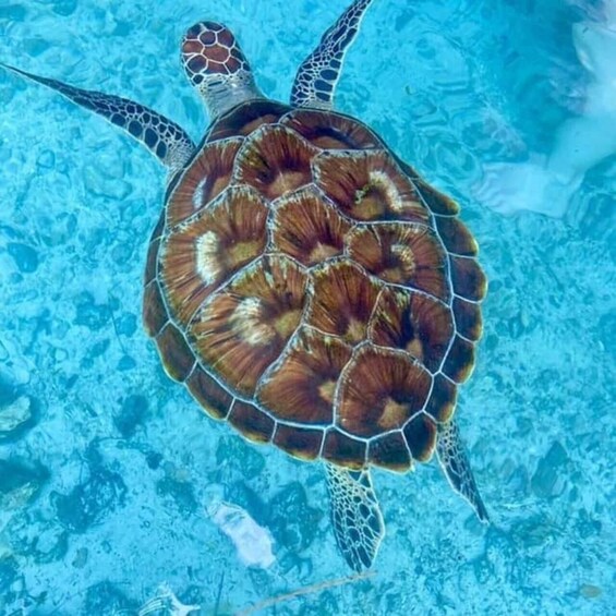 A sea turtle swimming in clear blue water. 2