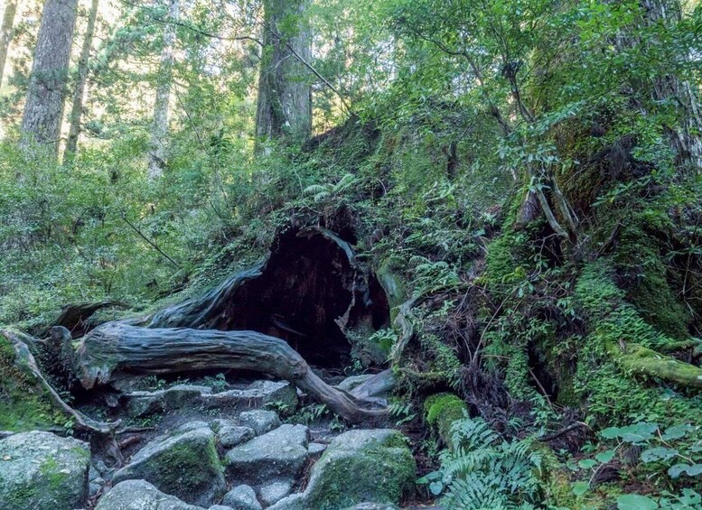A forest with a fallen tree, rocks, and dense green foliage. 5