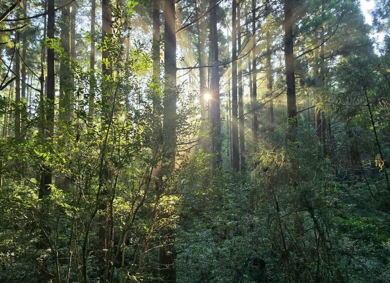 A dense forest with tall trees and sunlight filtering through the canopy. 1