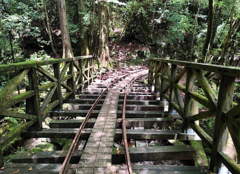 A wooden bridge with metal railings in a forest. 4