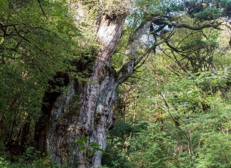 A large tree with a thick trunk and moss-covered branches in a dense forest. 3