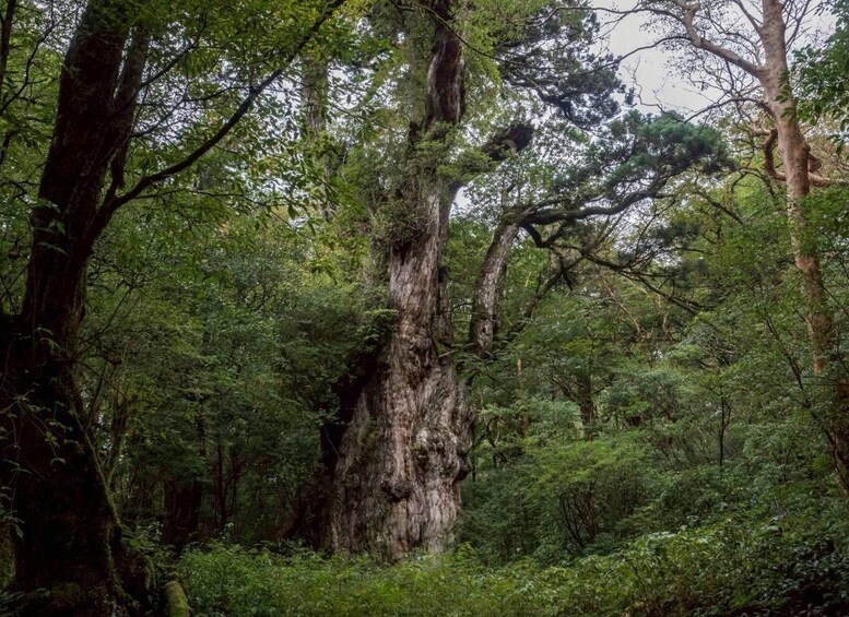 A dense forest with a large, rugged tree in the center. 2