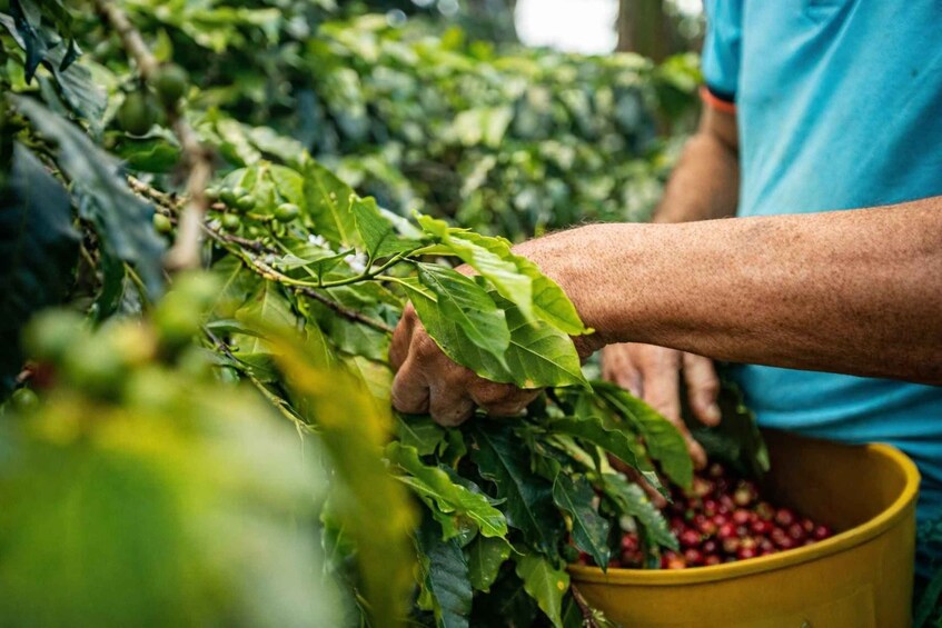 Coffee Origin Sightseeing Tour in Seville: Coffee, Culture and Tradition 1