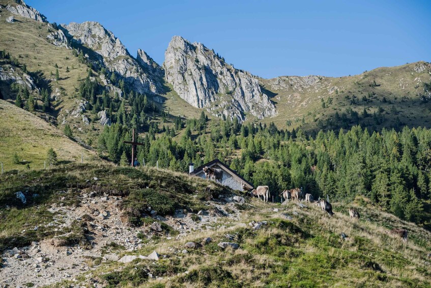 A mountainous landscape with a small cabin and grazing cattle. 3