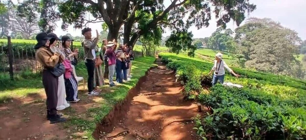 A group of people observing a tea plantation with a person explaining the process. 5