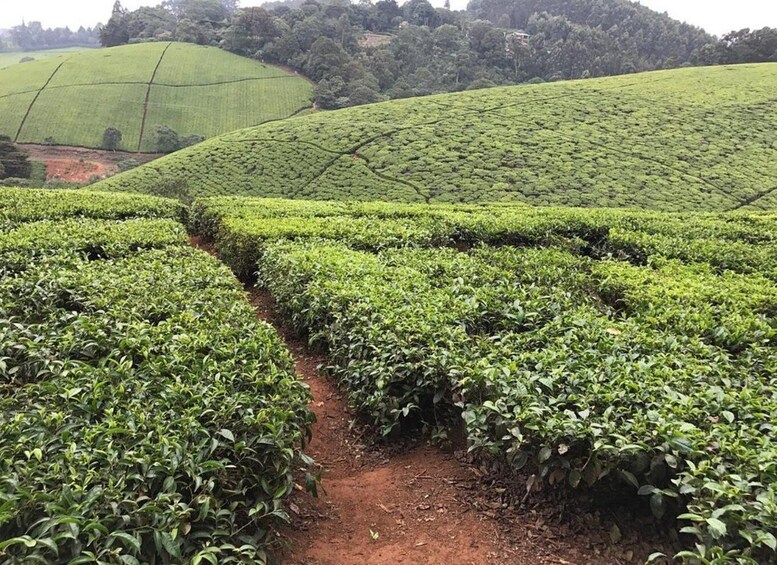 Picture 35 for Activity Kiambethu Tea Farm Tour with Lunch 2