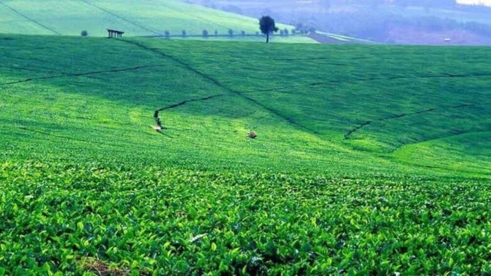 A lush green tea plantation with terraced fields and a solitary tree. 1