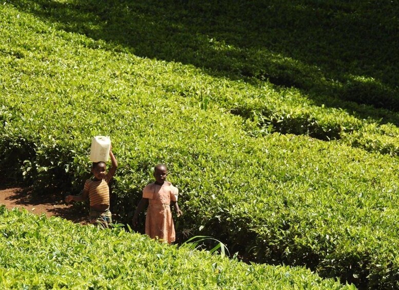 Picture 55 for Activity Kiambethu Tea Farm Tour with Lunch 5