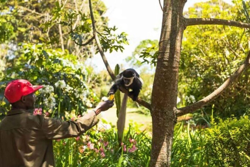 A person feeding a monkey in a lush garden. 3