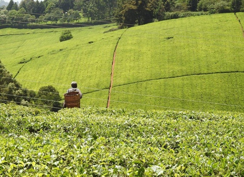 Picture 59 for Activity Kiambethu Tea Farm Tour with Lunch 4