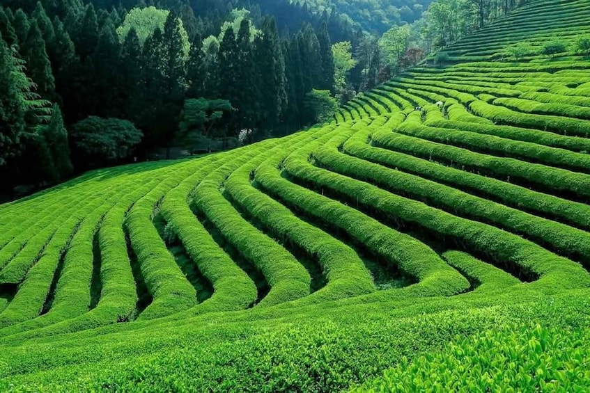 Picture 5 for Activity Kiambethu Tea Farm Tour with Lunch 1