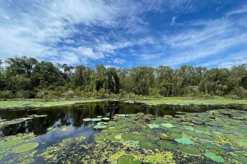 A pond with lily pads, surrounded by trees and a clear sky. 1