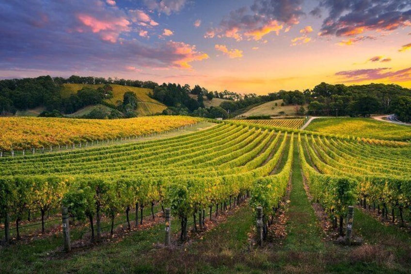 Taste of Kakheti with 8000 Years of Wine Signagi and Bodbe 4