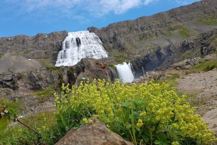 A waterfall, rocky terrain, and yellow flowers. 1