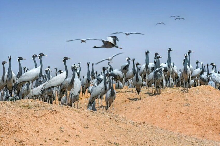 A flock of birds on a sandy terrain with a clear sky. 1