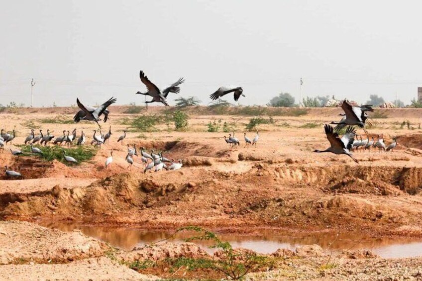 A group of birds flying over a dry landscape with a small body of water. 3
