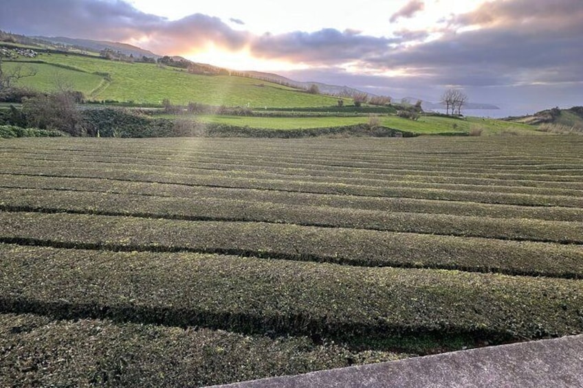 A field of crops with a hilly landscape in the background. 5