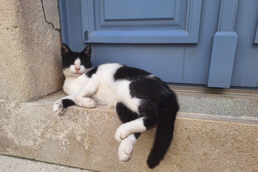 A black and white cat resting on a stone ledge. 1