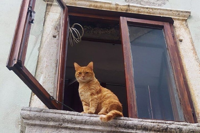 A ginger cat sitting on a stone ledge outside a building with a wooden window frame. 3