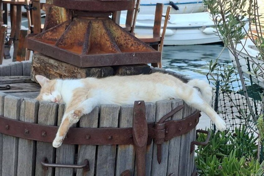 A cat sleeping on a wooden barrel with a rusty metal structure in the background. 5
