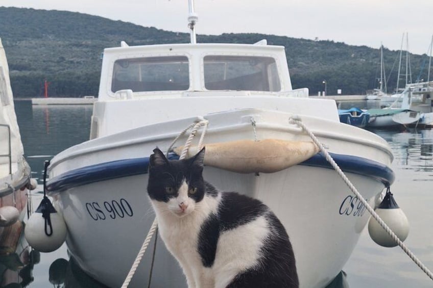 A boat with the number CS 900 moored at a dock with a cat sitting on it. 4