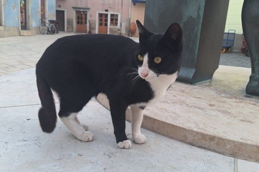 A black and white cat on a tiled surface with a building and a bicycle in the background. 2