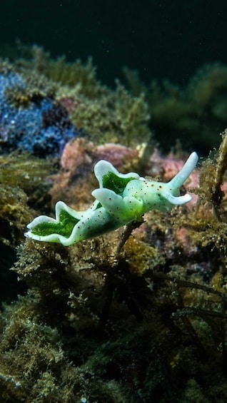 A nudibranch with green and white colors, swimming near a coral reef. 2