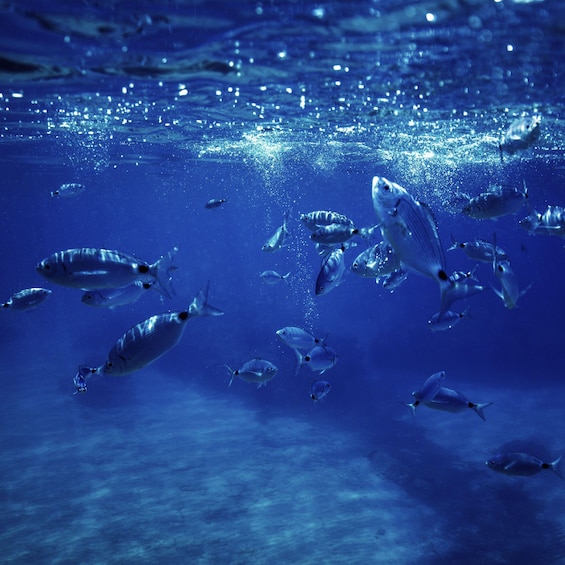 An underwater scene with various fish swimming. 1