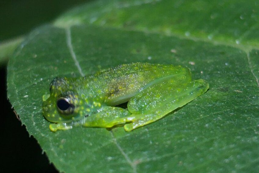 Private Bijagua Night Wildlife Walk Frogs, Snakes and Rainforest 4