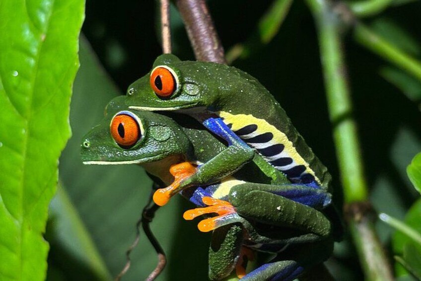 Private Bijagua Night Wildlife Walk Frogs, Snakes and Rainforest 1