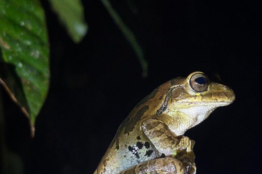 Private Bijagua Night Wildlife Walk Frogs, Snakes and Rainforest 3