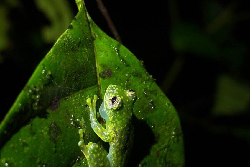 Private Bijagua Night Wildlife Walk Frogs, Snakes and Rainforest 2