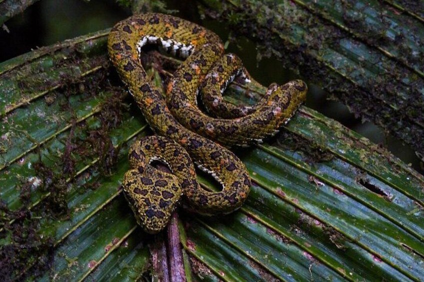 Private Bijagua Night Wildlife Walk Frogs, Snakes and Rainforest 5