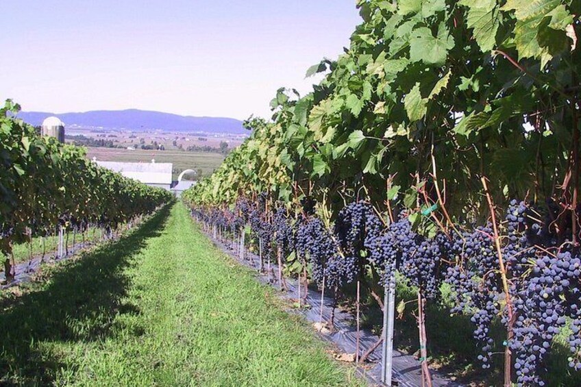 Rows of grapevines in a vineyard with a clear sky and distant mountains. 2