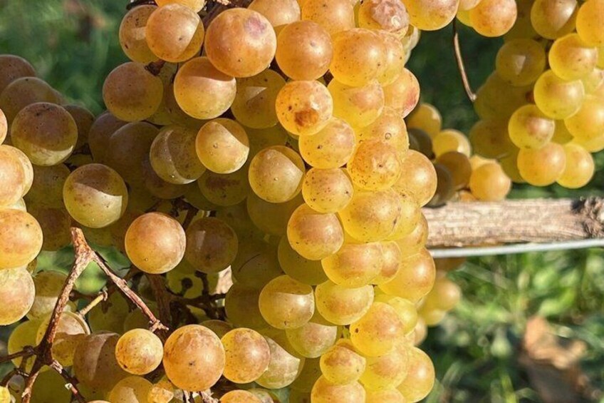 Experience the Flavors of Montérégie on a Guided Wine Tour 1