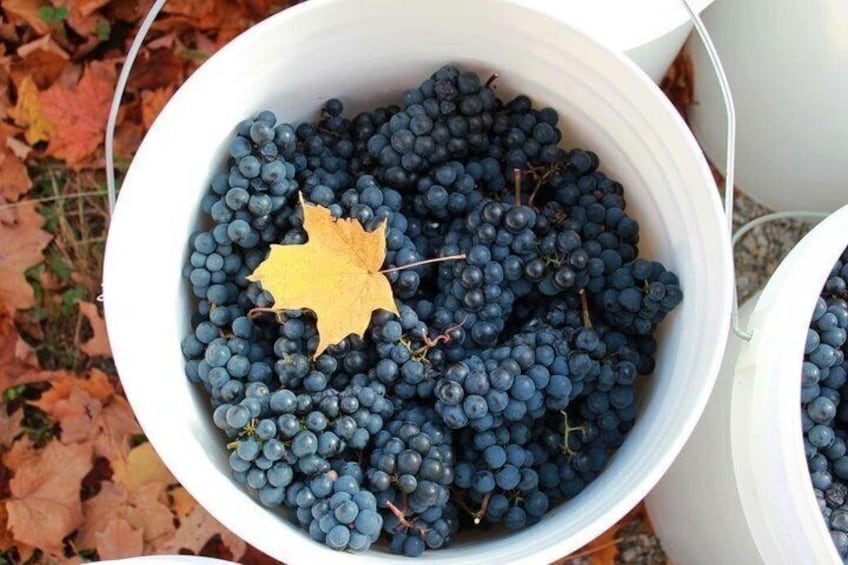 Experience Flavors of the Richelieu Valley on a Guided Wine Tour 1