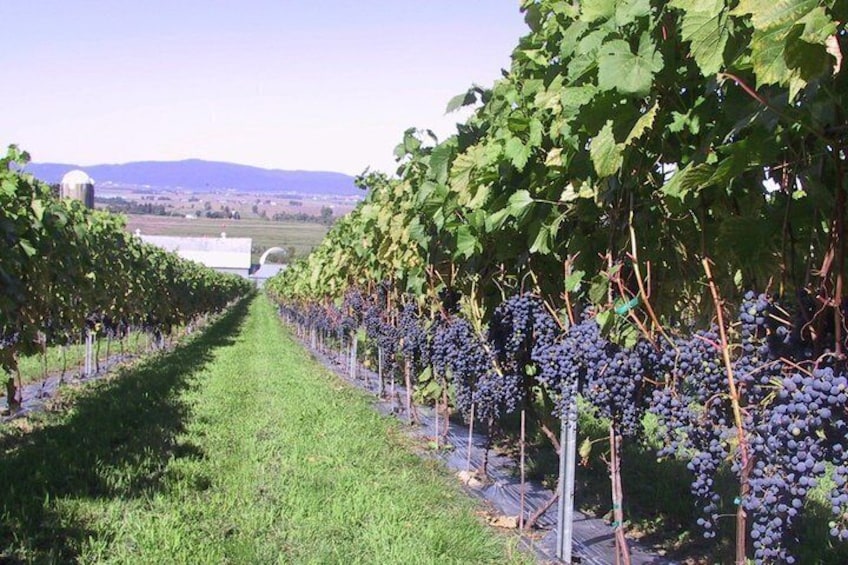 Experience the Flavors of Montérégie on a Guided Wine Tour 4