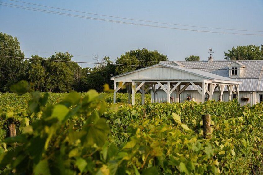 A vineyard with rows of grapevines and a white building with a metal roof. 3