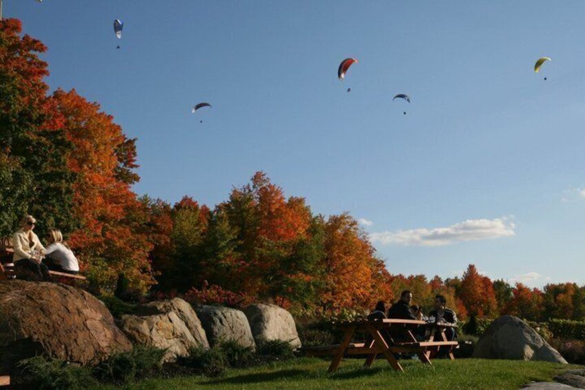 Experience the Flavors of Montérégie on a Guided Wine Tour 5