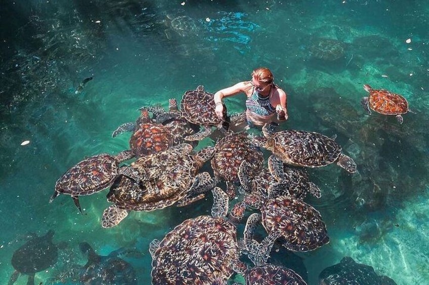 A person feeding sea turtles in clear water. 2
