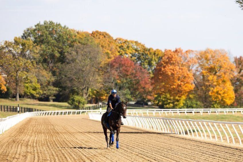 A horse and rider on a dirt track with autumn trees in the background. 3