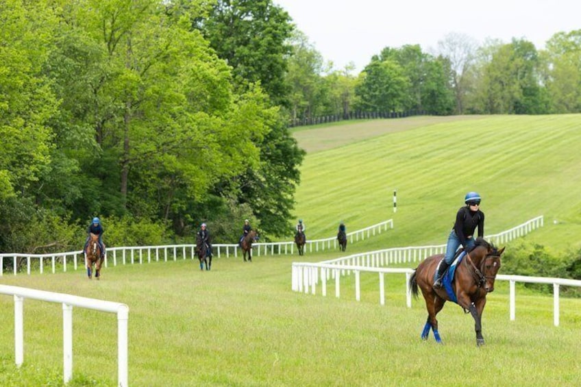 A horse race on a grassy track with white railings and trees in the background. 1