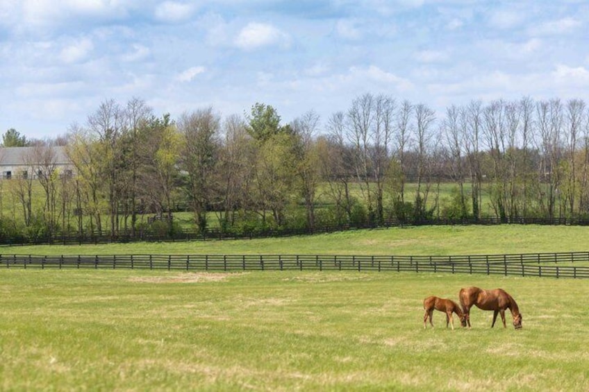 A grassy field with a wooden fence, a horse, and trees in the background. 2
