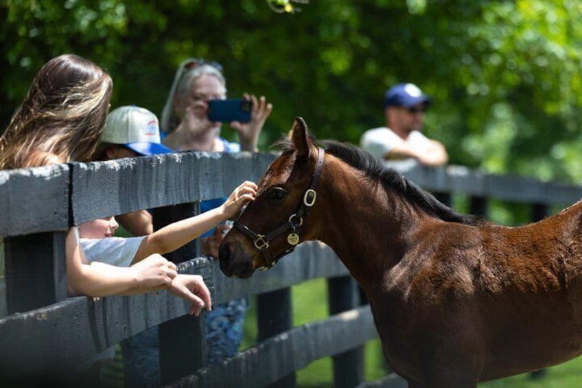 A horse approaching a wooden fence with people on the other side. 1