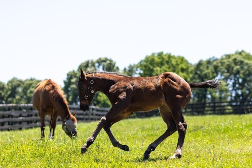Two horses running in a grassy field with trees in the background. 5