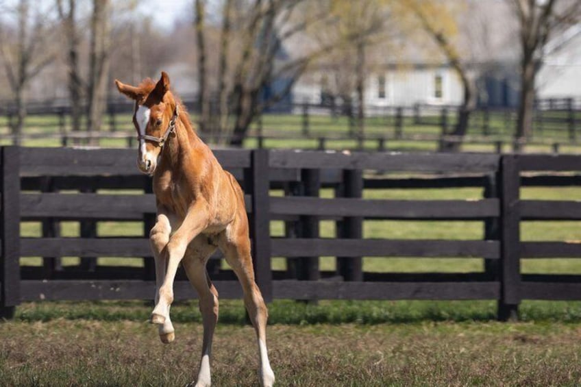 A brown horse running in a grassy field with a wooden fence and trees in the background. 4