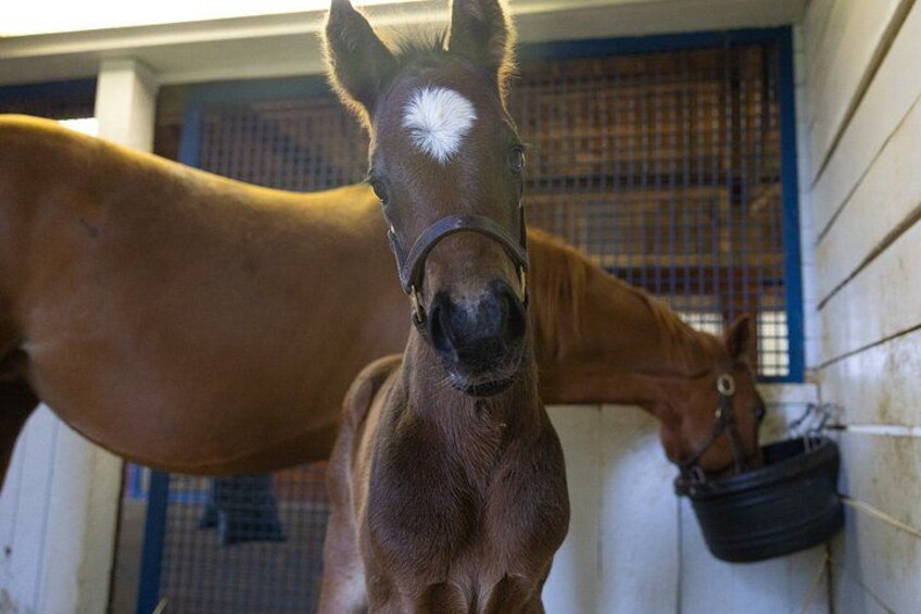 A horse in a stable with a blue and white wall and a metal gate in the background. 4
