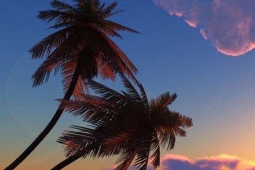 Palm trees against a sunset sky. 3