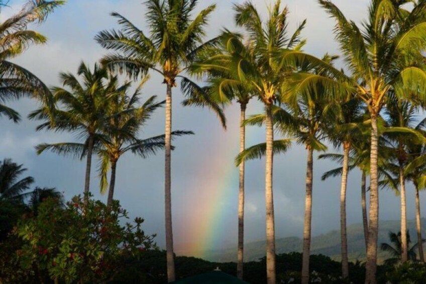 A row of palm trees with a rainbow in the background. 4